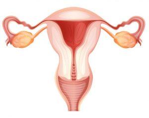Dibujo del sistema reproductor femenino