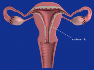 Dibujo del útero y el endometrio
