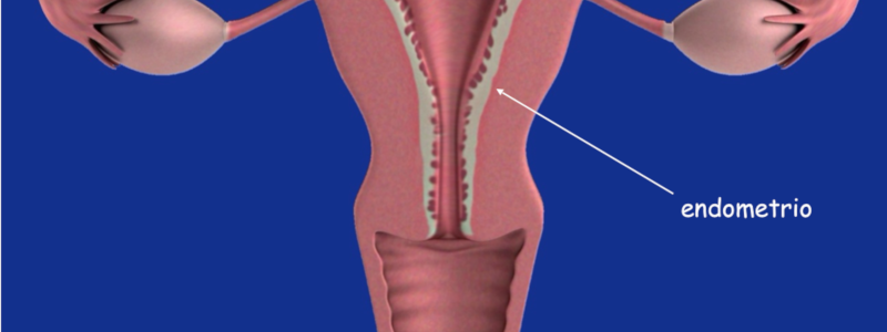 Dibujo del útero y el endometrio